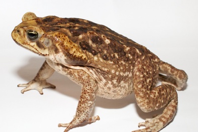 Quảng Ngãi: Tử vong vì ăn thịt cóc chữa bệnh