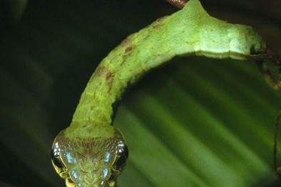 Tìm hiểu loài sâu bướm kỳ dị biết 'hóa thân' thành rắn 