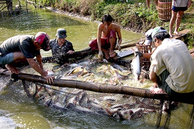 Tăng năng suất nhờ chuyển đổi vùng lúa trũng sang nuôi trồng thủy sản