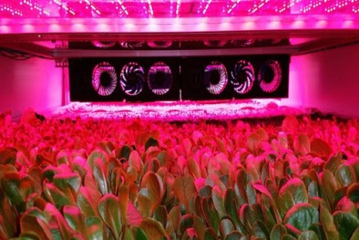 Áp dụng công nghệ khí canh trồng rau cho năng suất, chất lượng cao