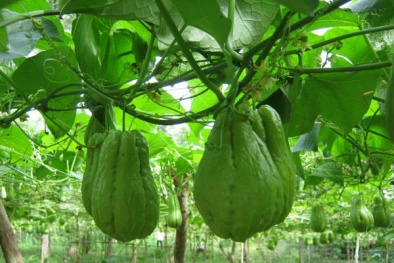 Kỹ thuật trồng su su cho nhiều ngọn, sai quả