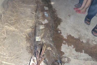 Hà Tĩnh: Xác cá 'lạ' dài hơn 4m dạt vào bờ