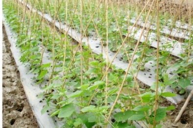 Sử dụng màng phủ nông nghiệp để tăng năng suất cây trồng
