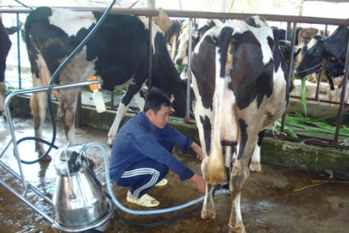 Tp. HCM: Triển khai cơ giới hóa để tăng năng suất chăn nuôi bò sữa