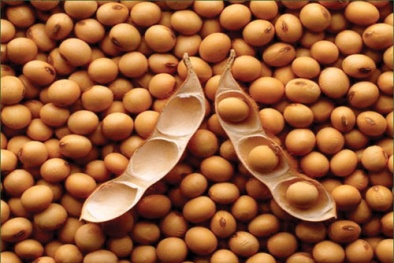 Trung Quốc tăng cường nhập khẩu đậu tương biến đổi gen