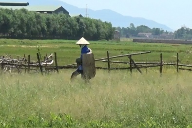 Hà Tĩnh: Nông dân dùng 'bảo bối' đối phó với nắng nóng