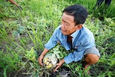 Nông sản ế, Thứ trưởng Đỗ Thắng Hải nói 'không phải lỗi nông dân'