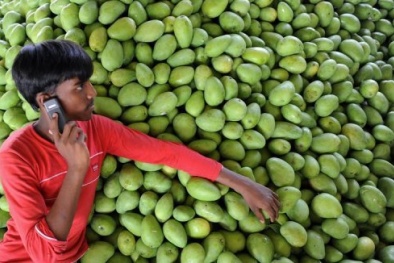 Ấn Độ: Tăng năng suất lao động nhờ các dịch vụ điện thoại đơn giản