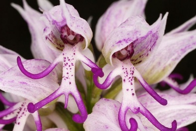 Chiêm ngưỡng loài hoa kỳ dị mang hình thù sinh vật sống