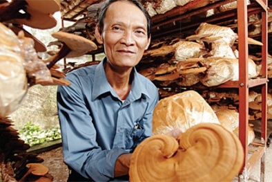 Kiên Giang hỗ trợ người dân nâng cao năng suất chất lượng trồng nấm