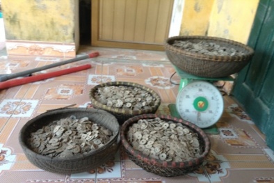 Hà Nam: Làm bể nước, đào trúng 50kg tiền xu cổ 