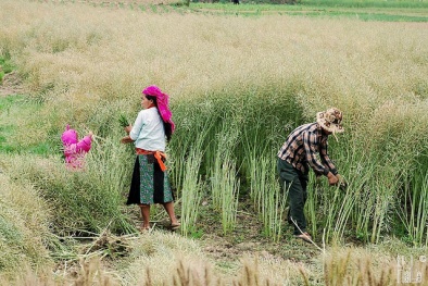 Hà Giang: Năng suất và chất lượng trồng cải dầu tăng 6 lần