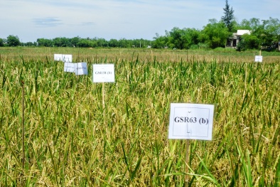 Hậu Giang: Năng suất lúa tăng cao nhờ áp dụng tiến bộ kỹ thuật