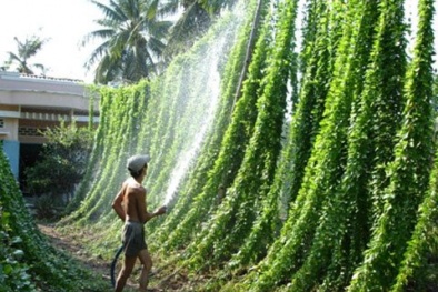 Kỹ thuật trồng cây sương sâm cho năng suất cao