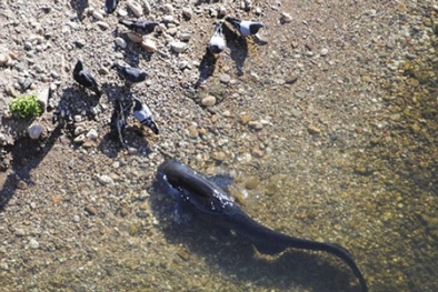 Giải mã loài cá hiếm thấy biết leo cây, săn mồi trên cạn