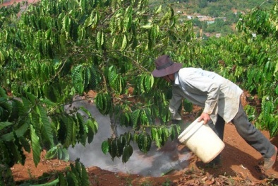 Cách chăm sóc giúp đảm bảo năng suất cà phê trong mùa mưa