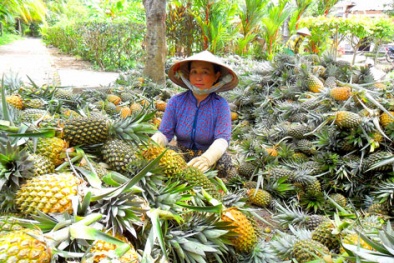 Đạt chất lượng dứa cao nhờ cung cấp đủ trung vi lượng