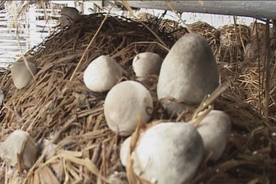 Kỹ thuật trồng nấm rơm đơn giản, năng suất cao