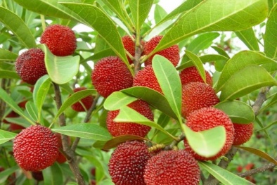 Quả thanh mai ở Quảng Ninh không to và có vị khác với thanh mai bán trên Hà Nội 