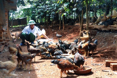 Mô hình gà thả vườn: Hướng đi hiệu quả trong việc tăng năng suất, chất lượng