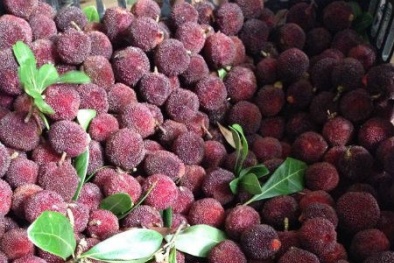 Người Hà Nội 'phát cuồng' với quả thanh mai