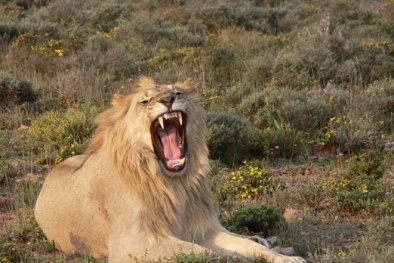 Nam Phi: Nữ du khách Mỹ thiệt mạng vì bị sư tử vồ