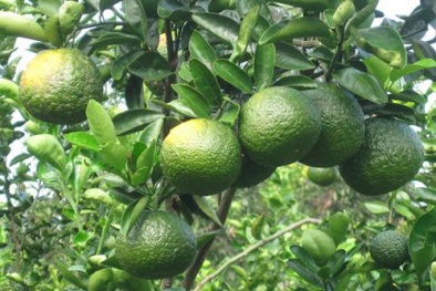 Kỹ thuật trồng cam sành trái vụ cho thu nhập cao