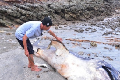Nghệ An: Cá chết hàng loạt trôi dạt vào bờ biển