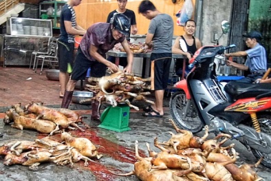 Thanh Hóa: Nhiều trộm chó bị đánh chết, nạn trộm chó vẫn không ngừng gia tăng 