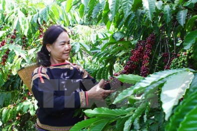 Ba học sinh sáng chế máy chưng cất rượu cần hương vị cà phê