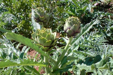 Kỹ thuật trồng cây Atiso đơn giản cho năng suất, lợi nhuận cao