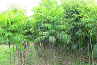 Kỹ thuật trồng cây sấu đơn giản, cho năng suất cao