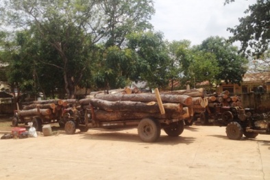 Hà Tĩnh: Lâm tặc vứt lại cả trăm súc gỗ quý chạy công an