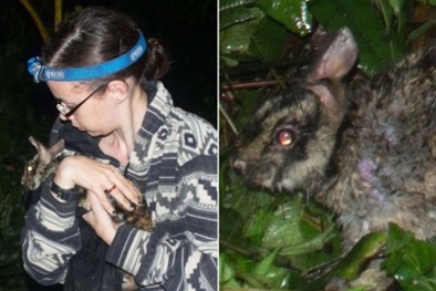 Phát hiện loài thỏ vằn quý hiếm nhất thế giới trên dãy Trường Sơn