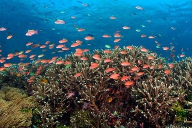 Bảo vệ đại dương có thể đem lại nguồn lợi hàng trăm tỷ USD