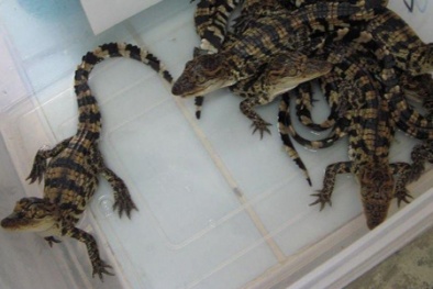 Hơn nửa triệu đồng một con cá sấu giống