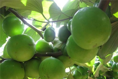 Kỹ thuật trồng và chăm sóc Táo Đại cho năng suất cao, ổn định