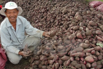 Thiếu rào cản với thương lái nước ngoài, nông dân dễ 'mắc bẫy'