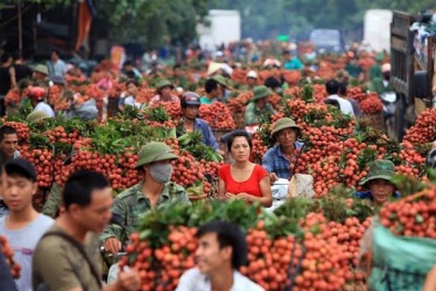 Xe chở vải Hải Dương được ưu tiên vào Hà Nội