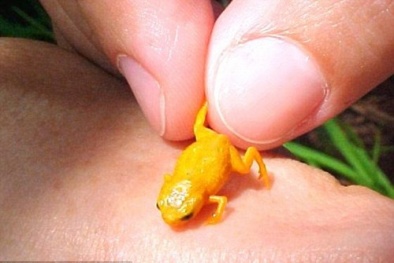 Phát hiện loài ếch tí hon mới có chiều dài chưa đến 1cm