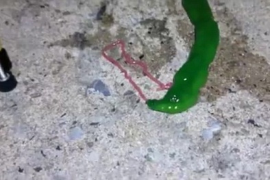 Xôn xao sinh vật lạ quái dị có lưỡi siêu 'khủng' phun nọc độc