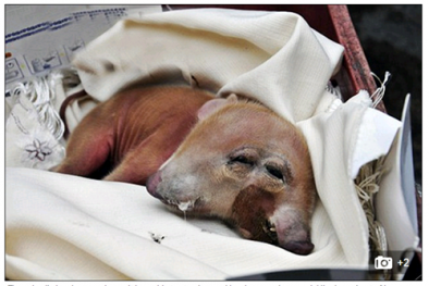 Xôn xao heo 2 đầu được coi là 'thần hộ mệnh' ở Trung Quốc 