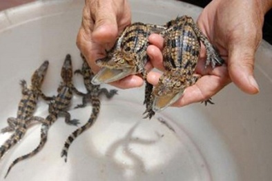 Cảnh giác 'chiêu' thu mua cá sấu con giá cao