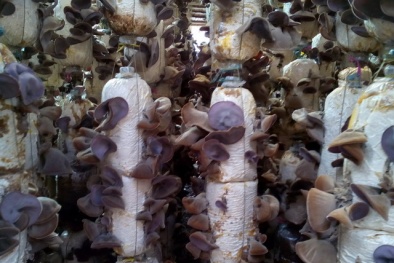 Kỹ thuật trồng nấm mèo trong nhà đơn giản, cho năng suất cao nhất