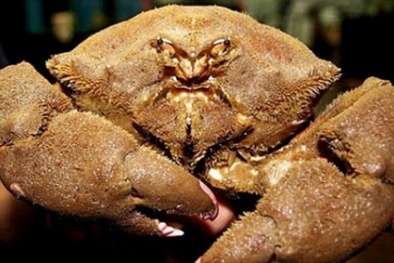 Điểm danh 4 loại cua độc ở vùng biển Việt Nam