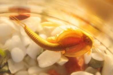 Thực hư 2 sinh vật thời tiền sử quý hiếm xuất hiện ở Trung Quốc