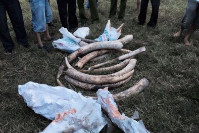 Truy lùng tài xế xe biển xanh 'giả', gây tai nạn, tàng trữ ngà voi