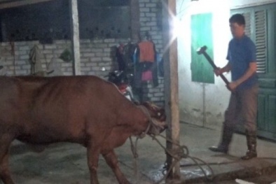 Bộ trưởng Cao Đức Phát lên án cách giết mổ man rợ