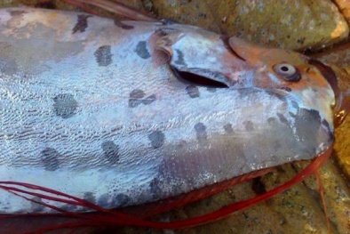 Cá 'lạ' liên tiếp dạt vào bờ biển Hà Tĩnh