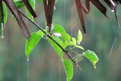 Dự báo thời tiết ngày mai 10/6/2015: Ngày nắng, chiều tối có mưa 